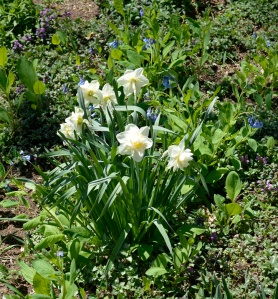 daffodils 2 May 2013